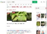 树上竟然开出了珠宝吊坠_360搜索
