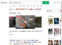 两狗大战眼镜蛇 狗主人观战_360搜索