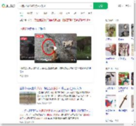 两狗大战眼镜蛇 狗主人观战_360搜索