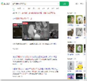 遗弃3狗崽放宠物店门口_360搜索